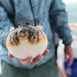 Meet your Posher, Travis